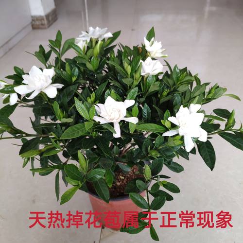 栀子花独杆小叶栀子花达摩一寸法师栀子花庭院开花浓香型阳台花卉