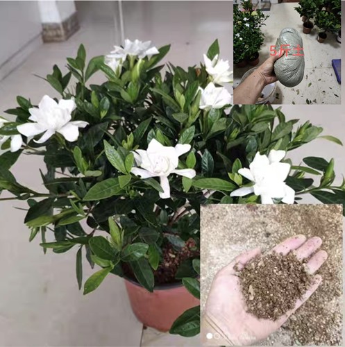 栀子花茉莉茶花种植沙土粗砂土透气透水沙土