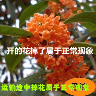 桂花苗嫁接桂花盆栽桂花树苗四季 桂浓香型金桂庭院阳台植物