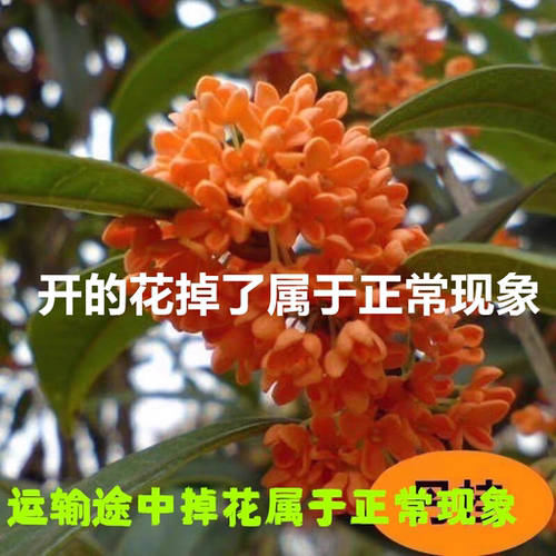 桂花苗嫁接桂花盆栽桂花树苗四季桂浓香型金桂庭院阳台植物