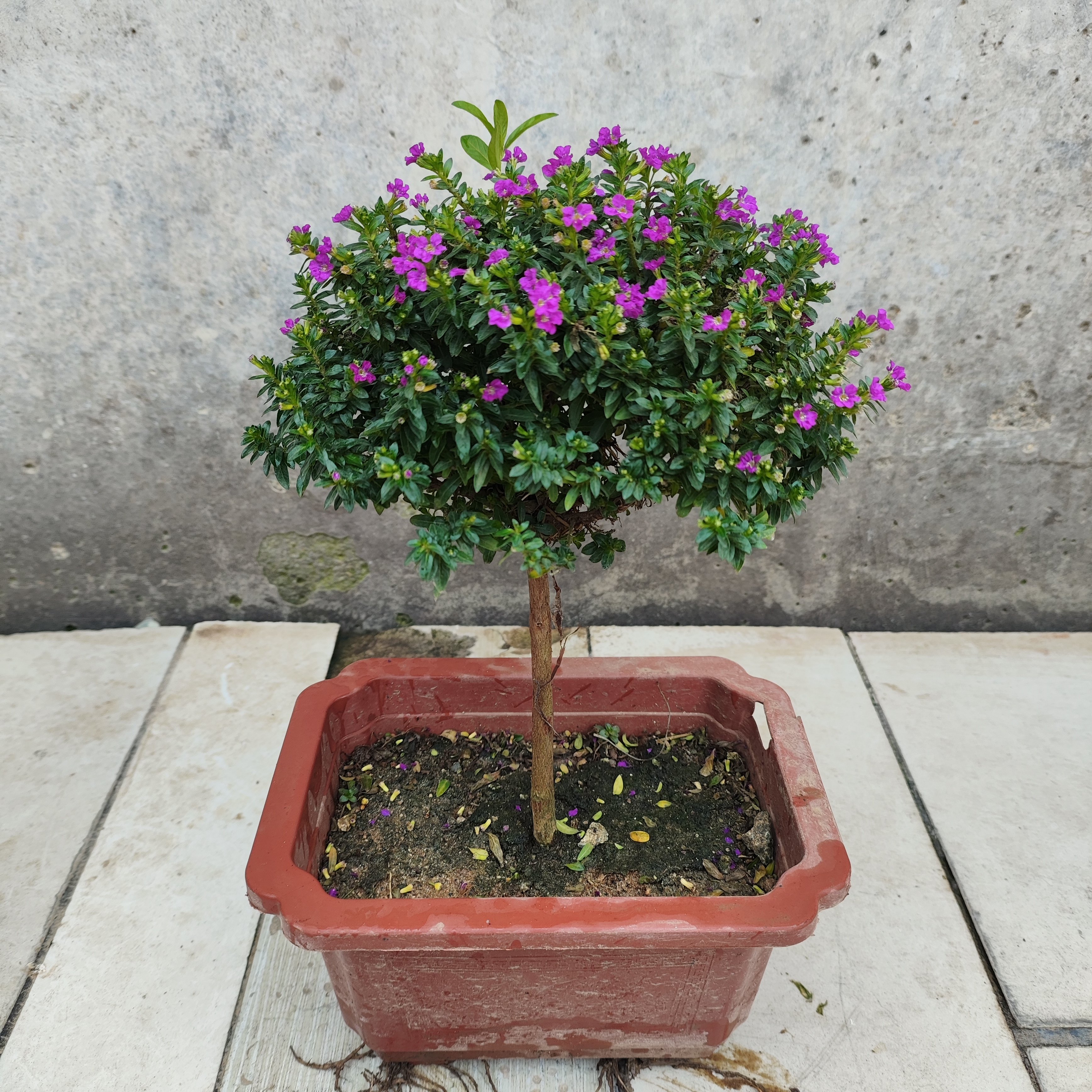 棒棒糖满天星带花苞盆栽耐寒花卉四季开花庭院室内植物阳台绿植图片