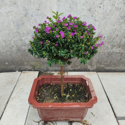 棒棒糖满天星带花苞盆栽耐寒花卉四季开花庭院室内植物阳台绿植