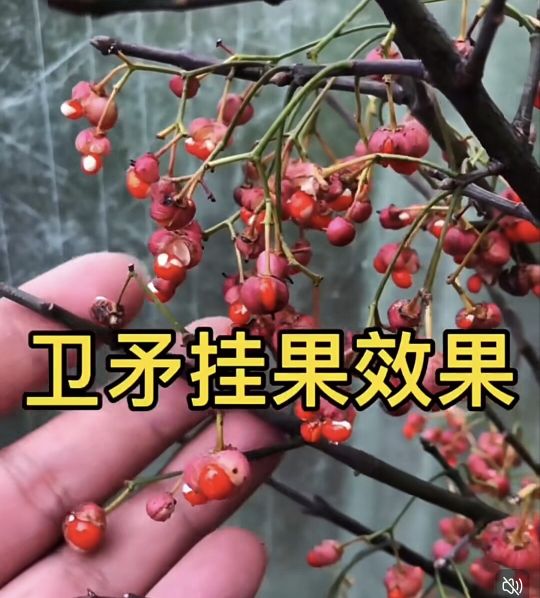 卫矛盆景老桩微型真弓小品鬼箭羽红果办公桌阳台庭院摆放一物一拍