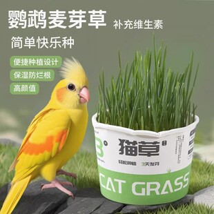 鹦鹉麦芽草粮大麦种子鹦鹉啃咬饲料鸟草盒零食促进消化解闷防啄毛