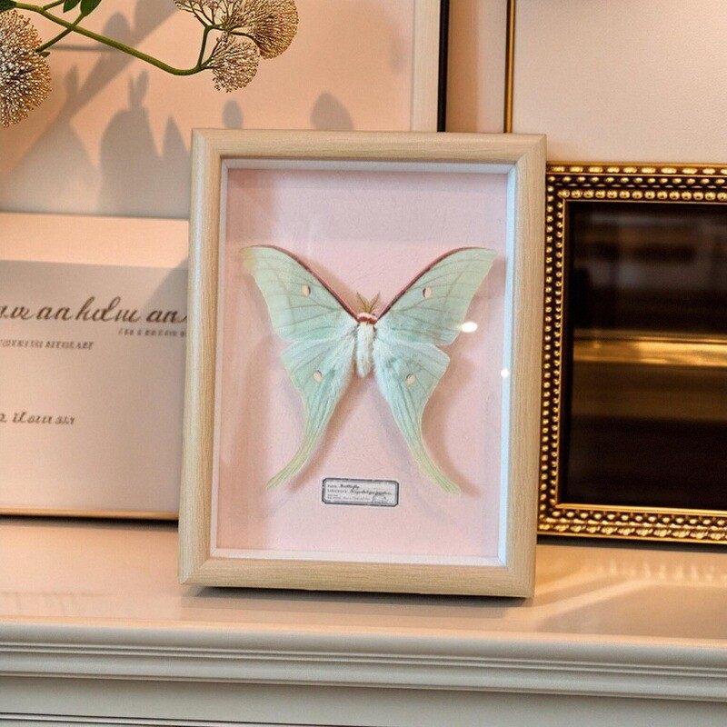 绿尾大蚕蛾相框标本摆件巨划算生日礼物超值热卖开学礼品现代装饰