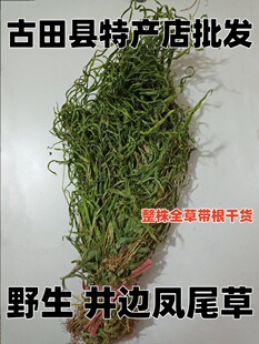 野生带根凤尾草鸡脚草中药材金鸡尾凤凰草五指草鸡爪草井栏草包邮