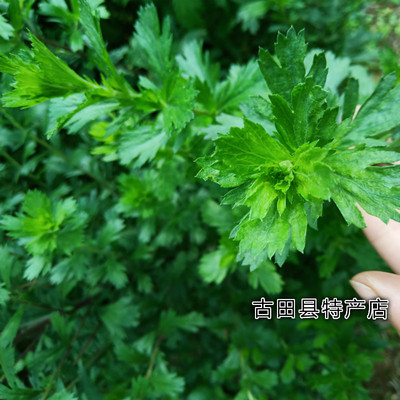 新鲜青草药牡蒿 牧蒿 煲汤药膳 齐头蒿脚板蒿六月雪500克整株包邮