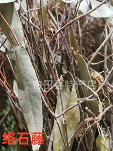 福建野生络石藤 中草药材 整株全草干货 包邮 250g