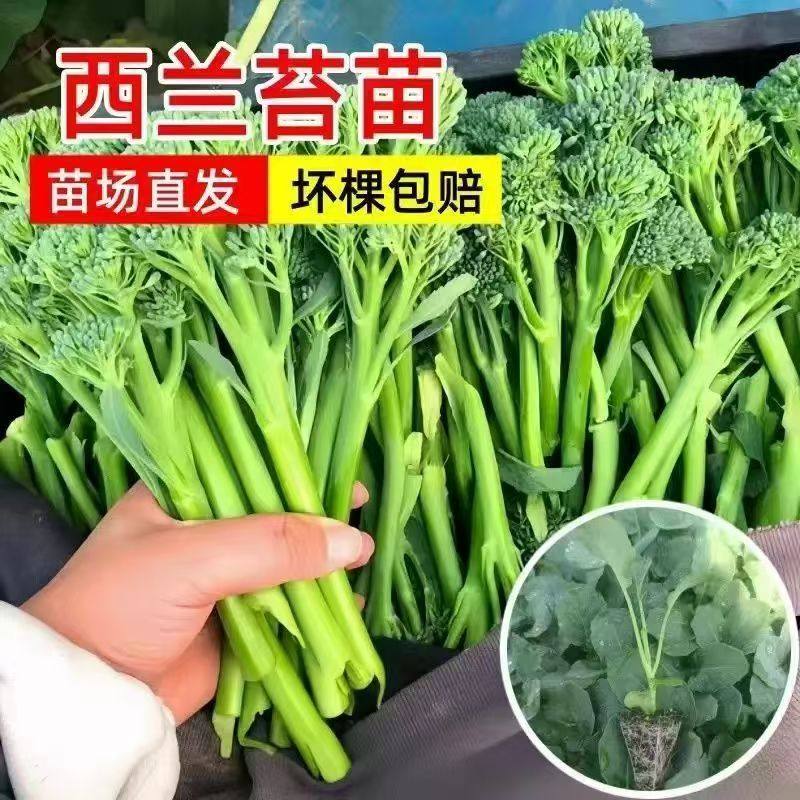 西兰苔种苗西兰花芥蓝芥兰种苗耐热耐寒抗冻蔬菜苗秋冬种植长柄菜,鲜花速递/花卉仿真/绿植园艺,种苗/半成品盆栽,淘宝优惠券,粉丝福利购,淘宝优惠卷