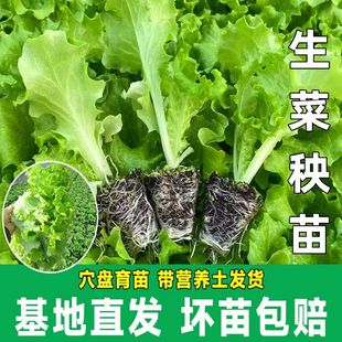 正宗意大利生菜秧苗带土发货抗寒耐冻大速有机奶油生菜苗阳台盆栽