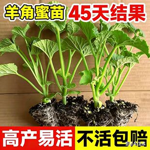 羊角蜜秧苗绿宝石甜瓜苗博洋9号高产早熟超甜香瓜种苗籽薄皮酥脆