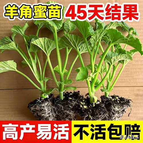 博洋9号甜瓜苗高产早熟超甜