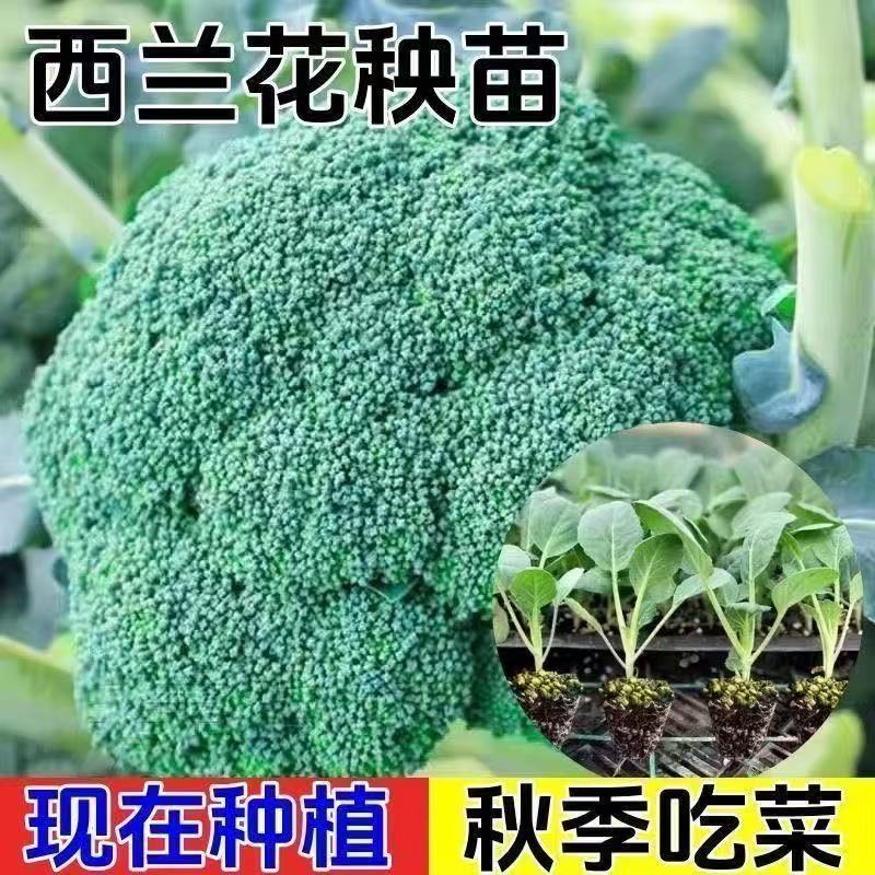 西兰花菜花苗有机耐寒带土发货