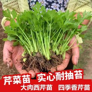 皇后西芹洋芹苗秧红黄小香芹实心芹菜苗种子春秋四季阳台盆栽高产