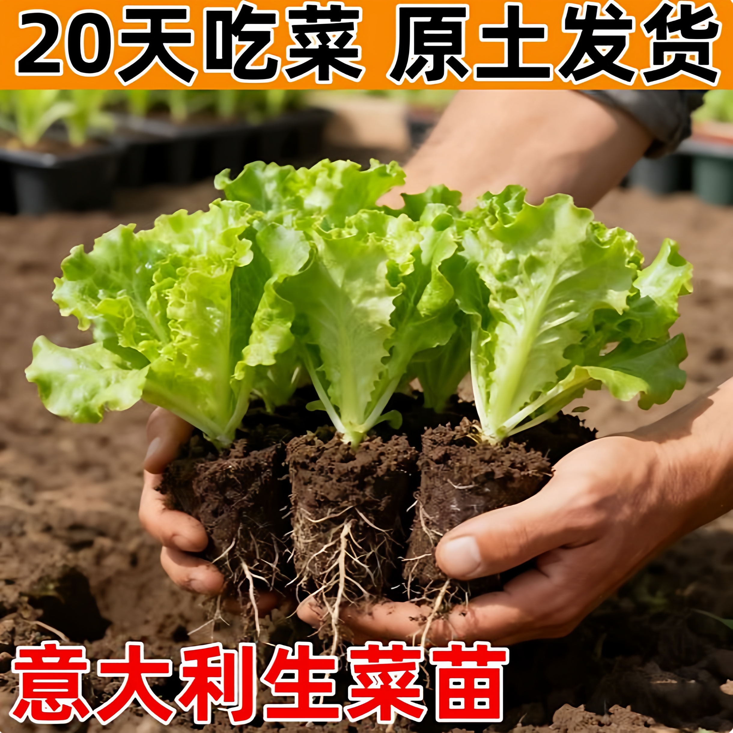 意大利生菜苗盆栽20天原土发货