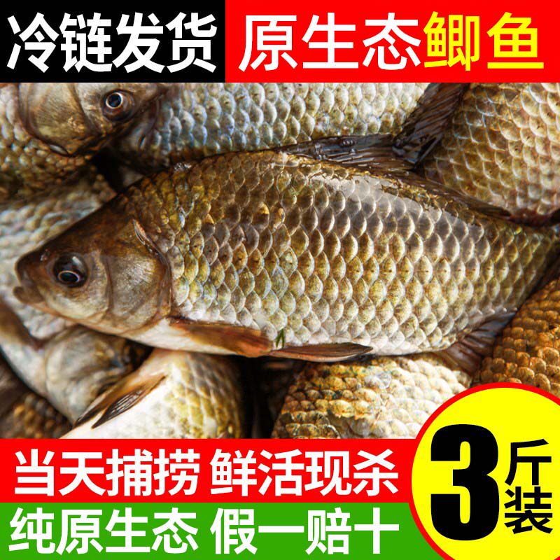 微山湖小鲫鱼新鲜活的现杀淡水鲫鱼孕妇下产奶月子炖汤3斤