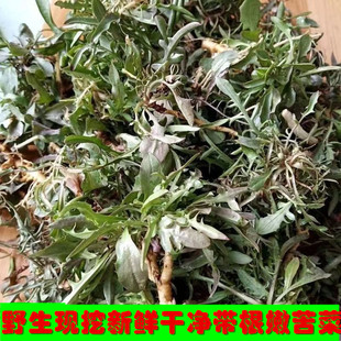 包邮 山东野生苦麻子小叶苦菜苦荬菜苦碟子菜根生吃蘸酱一斤装 两份