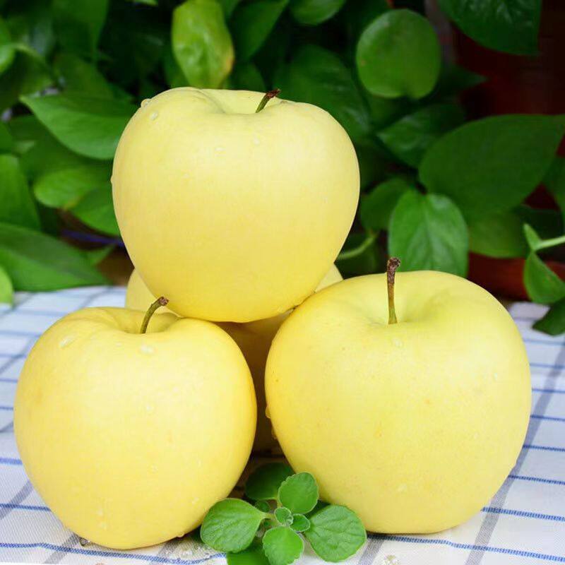 黄元帅苹果新鲜现摘水果黄香蕉平果奶油金帅金冠萍果3/5/10斤