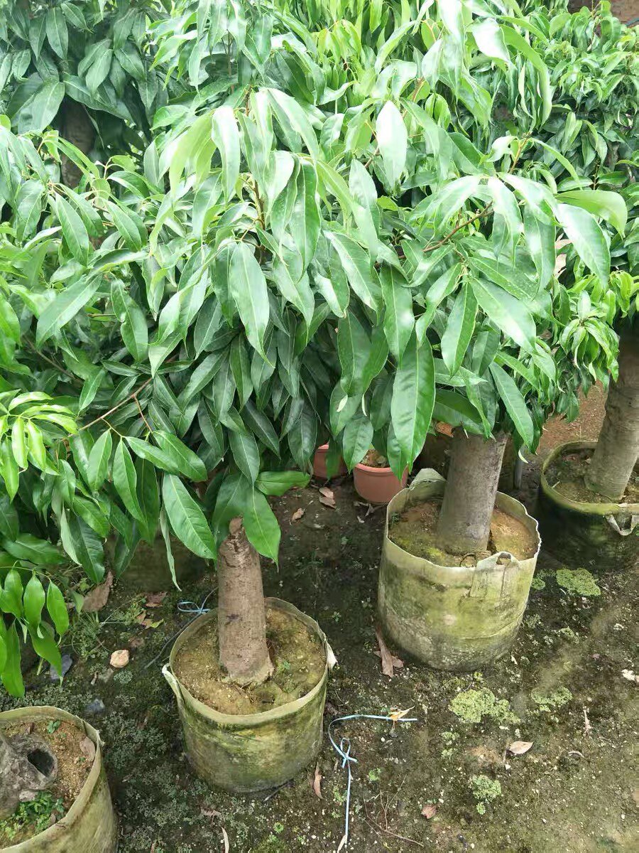 十年大嫁接荔枝树妃子笑糯米糍桂味无核荔枝苗盆栽地栽当年结果