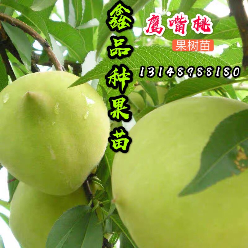广东鹰嘴连平南方北方水蜜桃苗