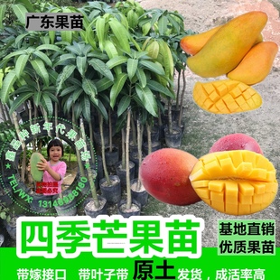 芒果苗金煌台农桂七四季芒红贵妃凯特澳芒嫁接芒果树苗地栽盆栽
