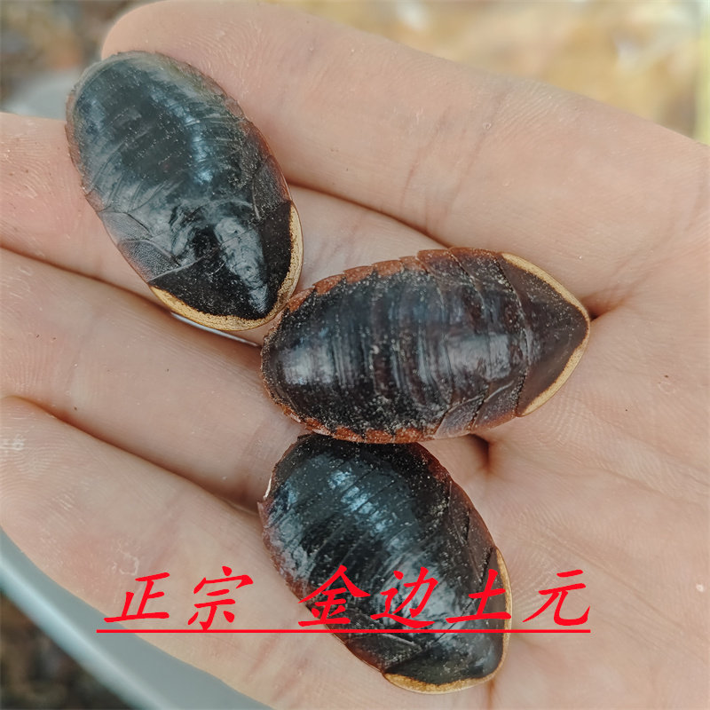 同仁堂品质金边土元中药材现磨粉
