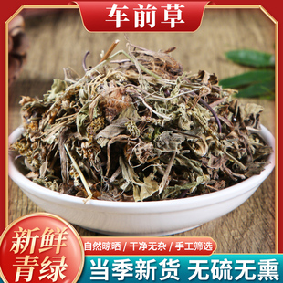 野生 车前草 新鲜 车前草干 茶 500g 包邮 中药材 五更草 田灌草