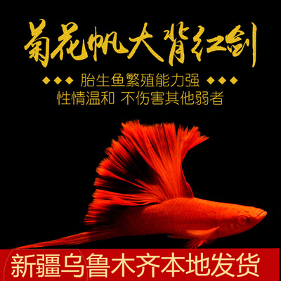 新疆好养小型活体观赏鱼包邮