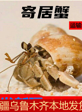 新疆观赏蟹寄居蟹淡水懒人宠物