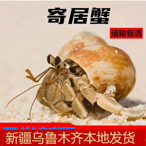 新疆观赏蟹寄居蟹淡水懒人宠物