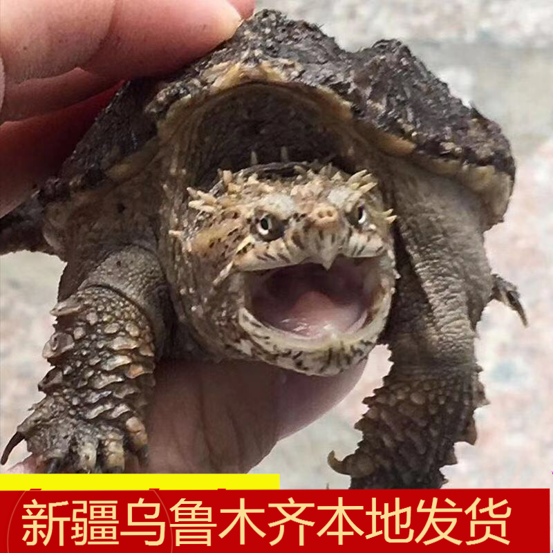 新疆纯种爆刺小佛鳄龟苗北美鳄大鳄龟活宠物观赏水龟凶猛霸气包邮