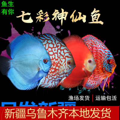 新疆观赏大中招财包邮七彩神仙鱼
