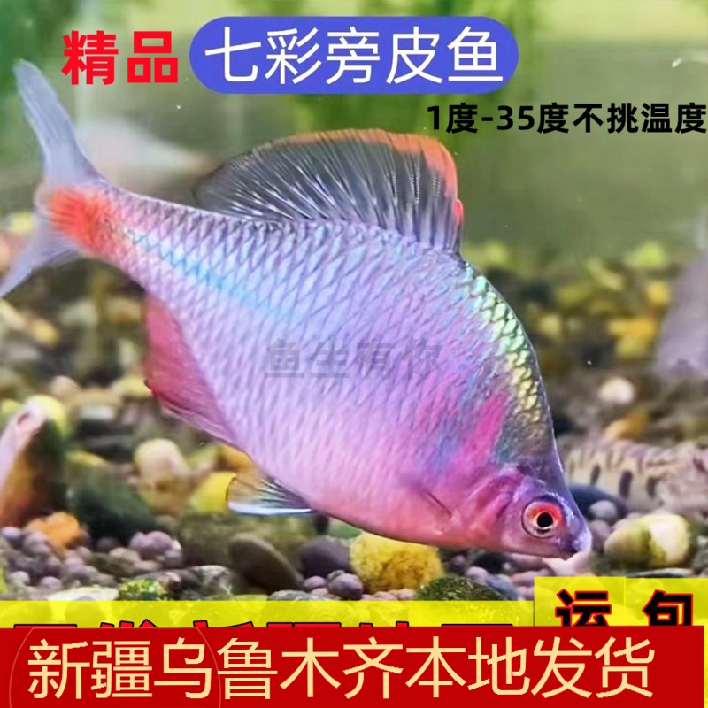 高体鳑鲏鱼河蚌旁皮鱼繁殖原生冷淡水观赏鱼除藻清洁工具鱼群游鱼