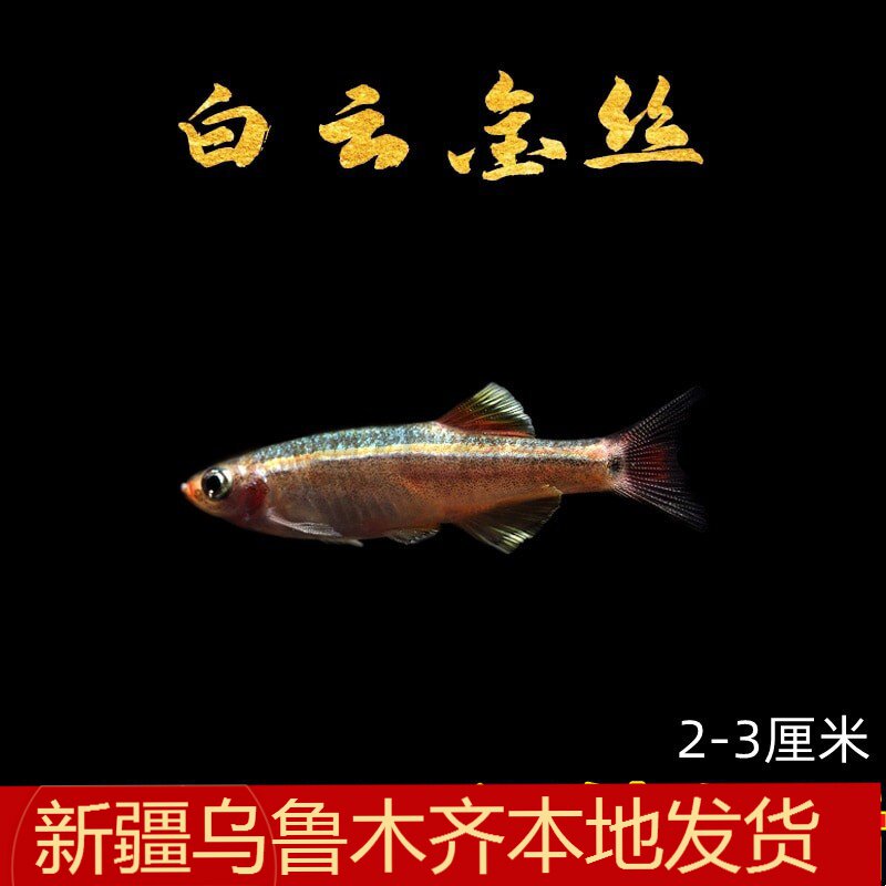 原生新疆观赏鱼耐活白云金丝群游
