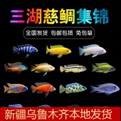 新疆三湖慈鲷马鲷活体非洲王子火焰红银背阿里岩栖小型淡水观赏鱼