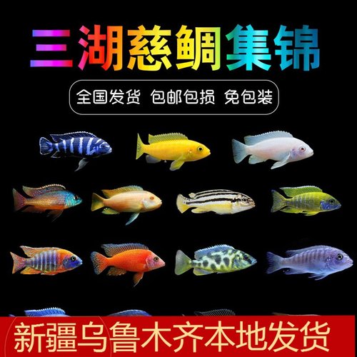 新疆鲷鱼三湖慈鲷观赏鱼非洲王子