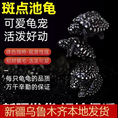 斑点池乌龟龟满天星深水龟星
