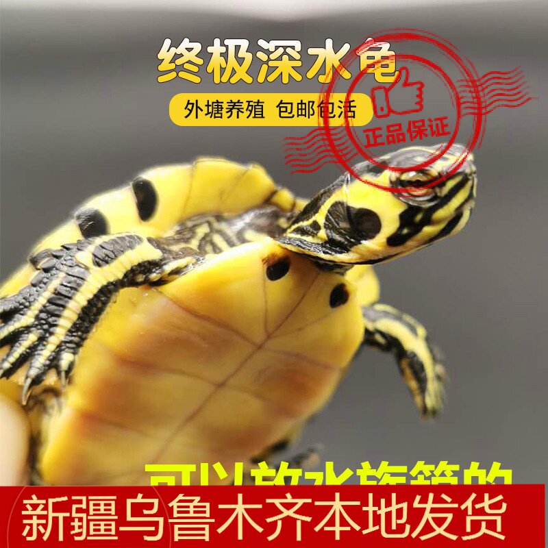 金钱龟墨北美暴刺佛鳄招财金头火焰巴西宠物活体深水纯种正宗包邮图片