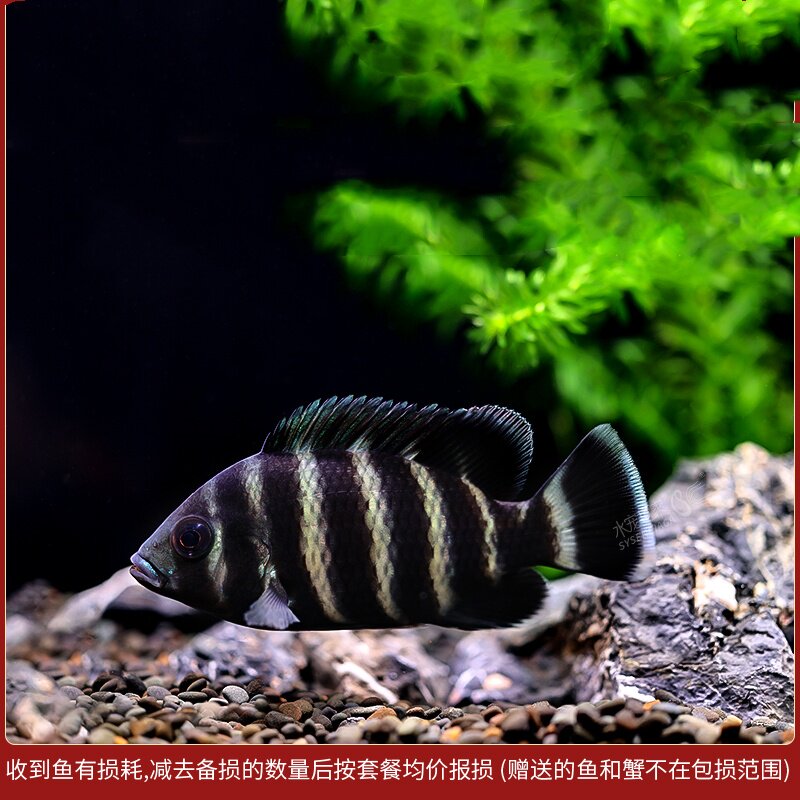 十间鱼马鲷鱼非洲热带观赏鱼凶猛大型鱼发财鱼印尼虎龙鱼配鱼包邮