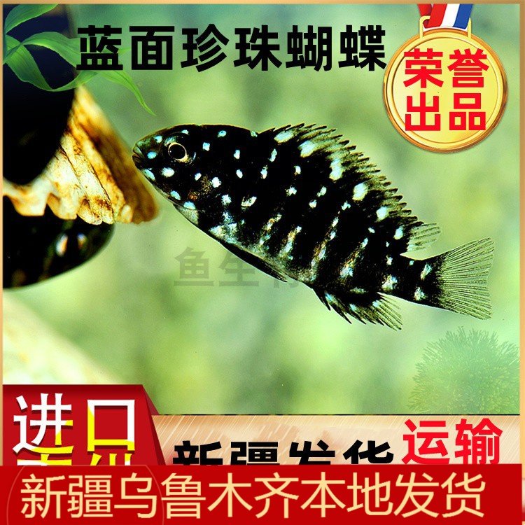台湾进口小型三湖慈鲷鱼蓝面珍珠蝴蝶坦鲷黄宽红宽带蝴蝶热带新疆