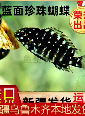 好养耐活皮实新手鲷鱼新疆发货