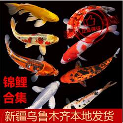 新疆观赏鱼锦鲤鱼龙须凤尾昭和三色红白乌黑金鹤顶红大型冷水包邮