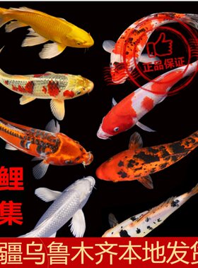 新疆龙须凤尾昭和黑金包邮观赏鱼