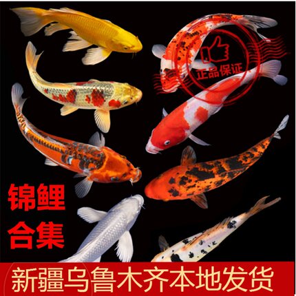 新疆观赏鱼锦鲤鱼龙须凤尾昭和三色红白乌黑金鹤顶红大型冷水包邮