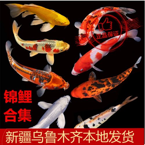 新疆龙须凤尾昭和黑金包邮观赏鱼