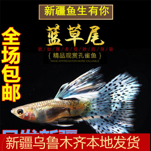 新疆观赏蓝兰草孔雀鱼缎带天空蓝胎生小型鱼热带淡水新手好养包邮