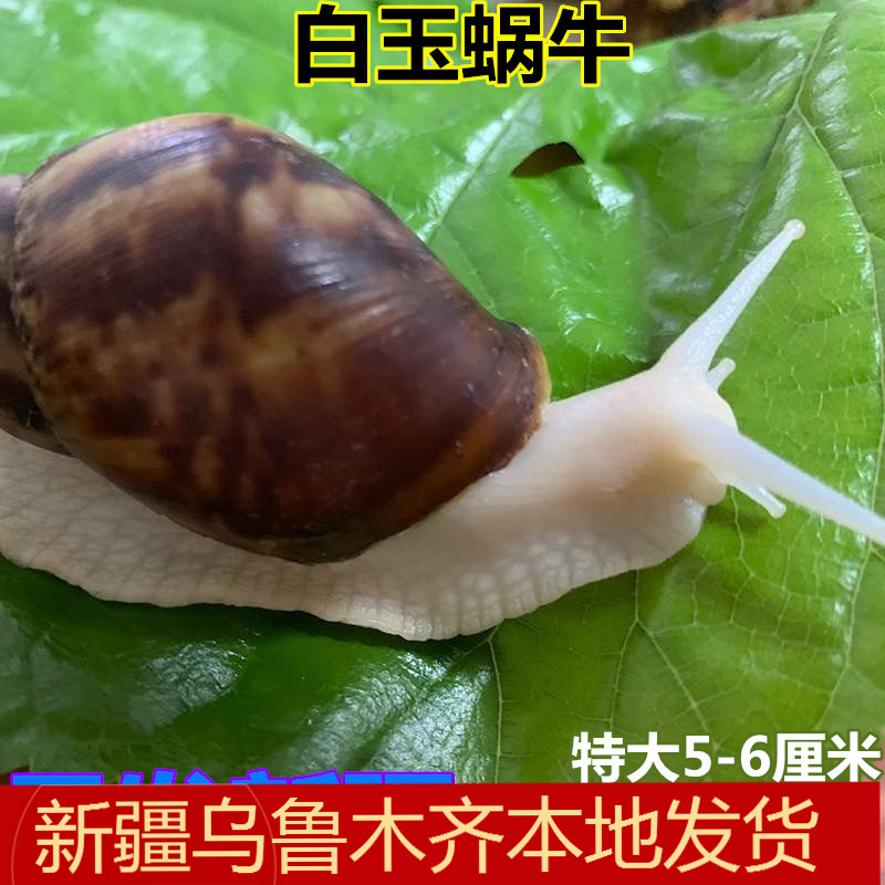 观赏宠物白玉大蜗牛举巨型特大活体蜗牛抖音快手同款好养实验包邮