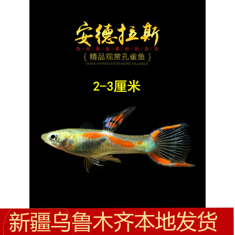 安德拉斯双剑尾孔雀鱼草缸热带小型观赏活体淡水霓虹熊猫宠物包邮