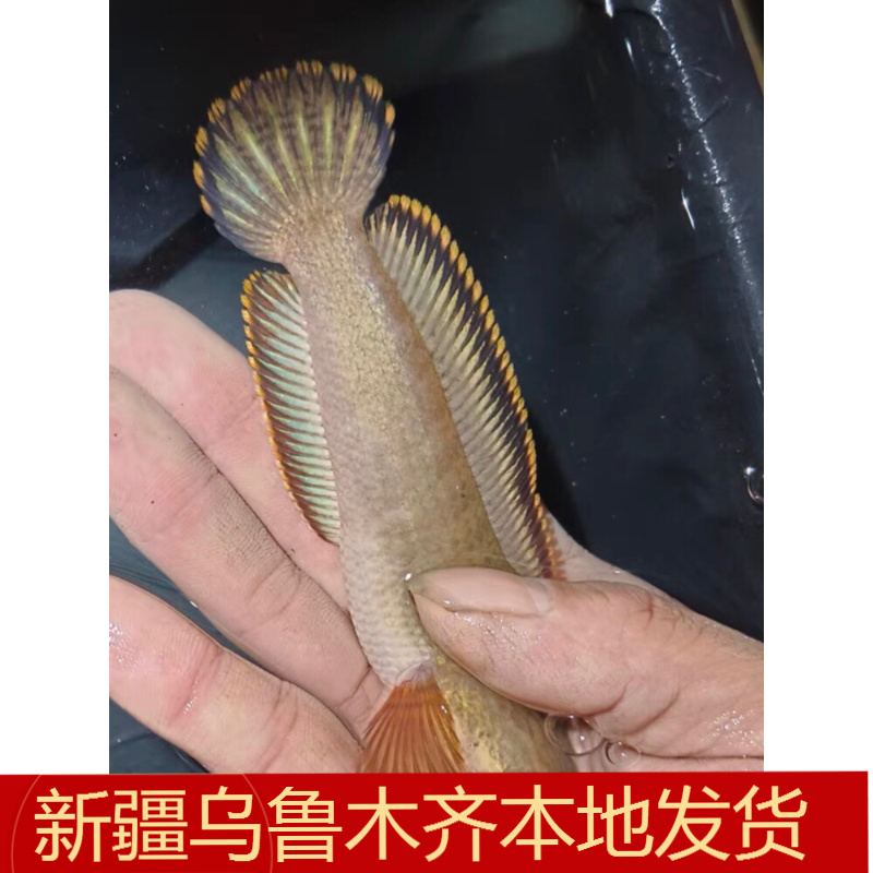 南鳢冷水鱼凶猛鱼七彩雷龙淡水鱼易存活雷龙观赏鱼原生彩虹雷龙鱼