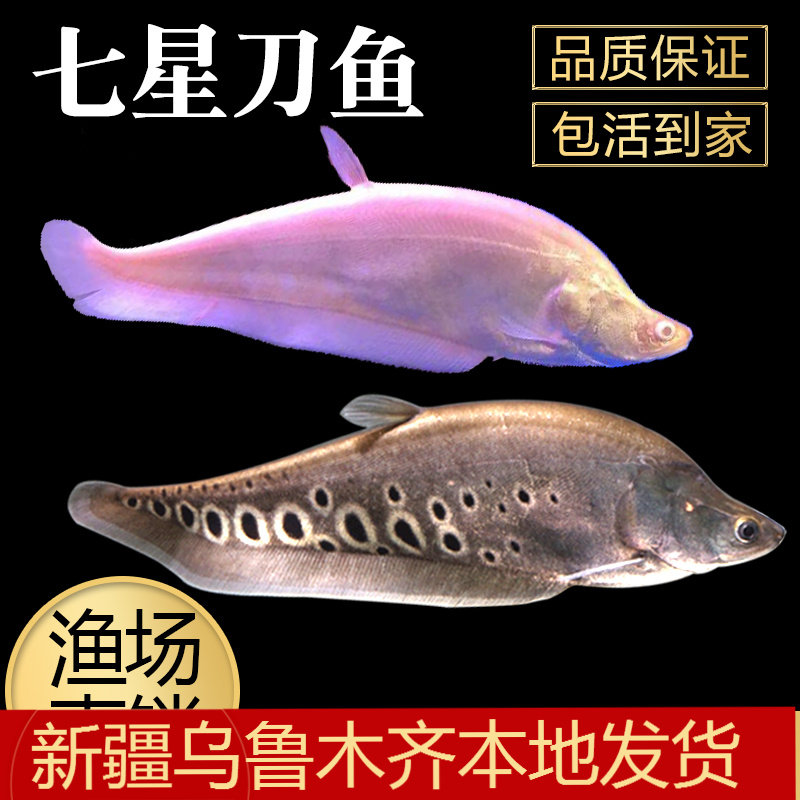 七星刀鱼热带大型观赏鱼七星刀鱼食底层鱼龙鱼配鱼白化七星刀新疆